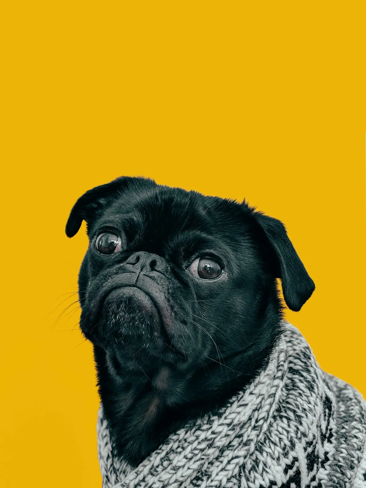 Köpek ve sahibi